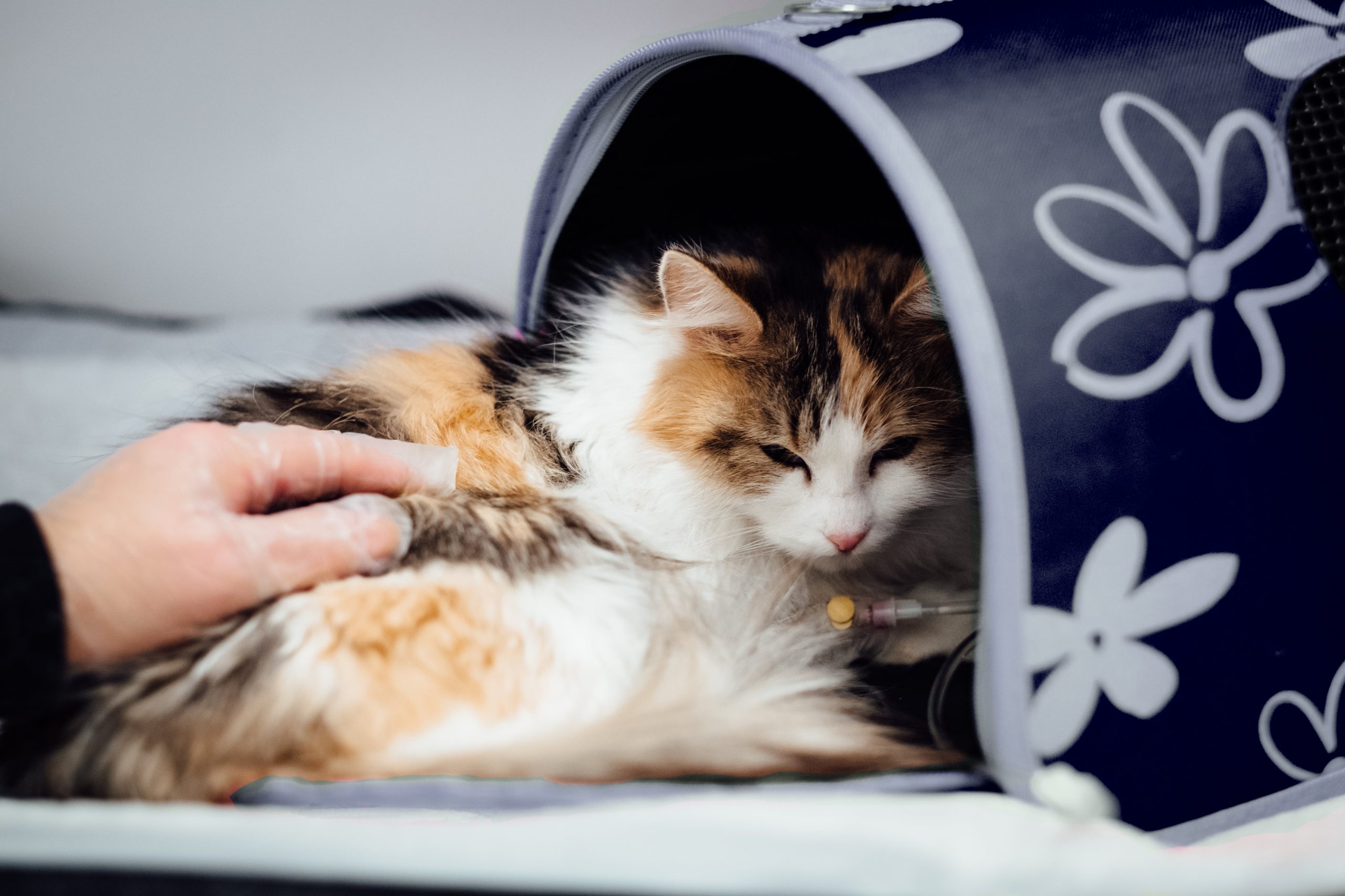 Riverside Vets Veterinary Practice In Bromborough, Wirral