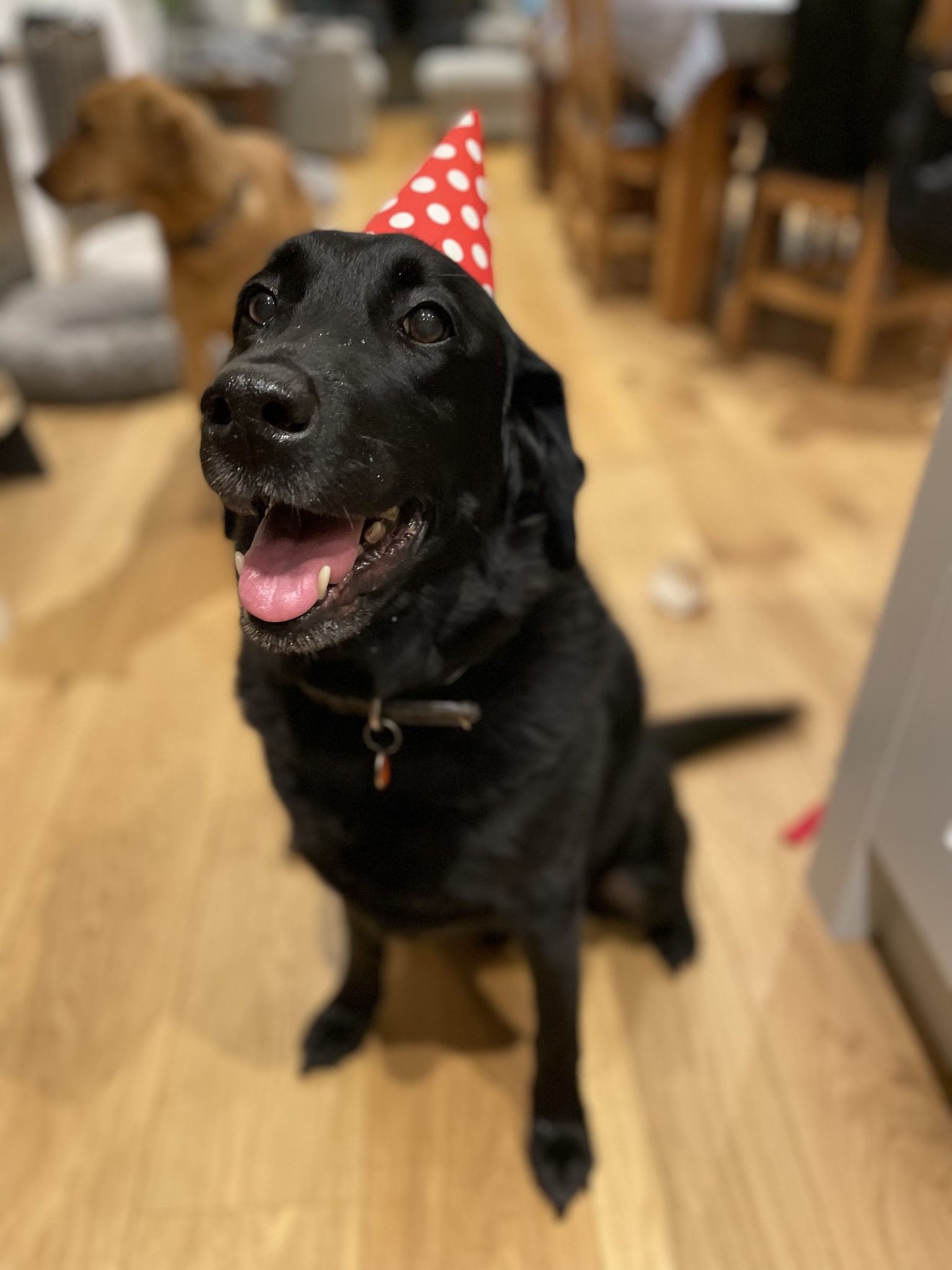 Riverside Vets Our Practice In Bromborough, Wirral